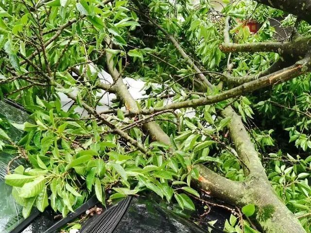 一声巨响！64岁大婶砍树被砸命悬一线！隆回县人民医院多学科上演“极限救援”